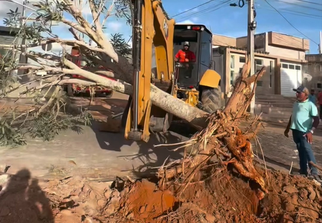 Prefeitura realiza transplante de árvore da avenida dos Ipês para Praça da Juventude