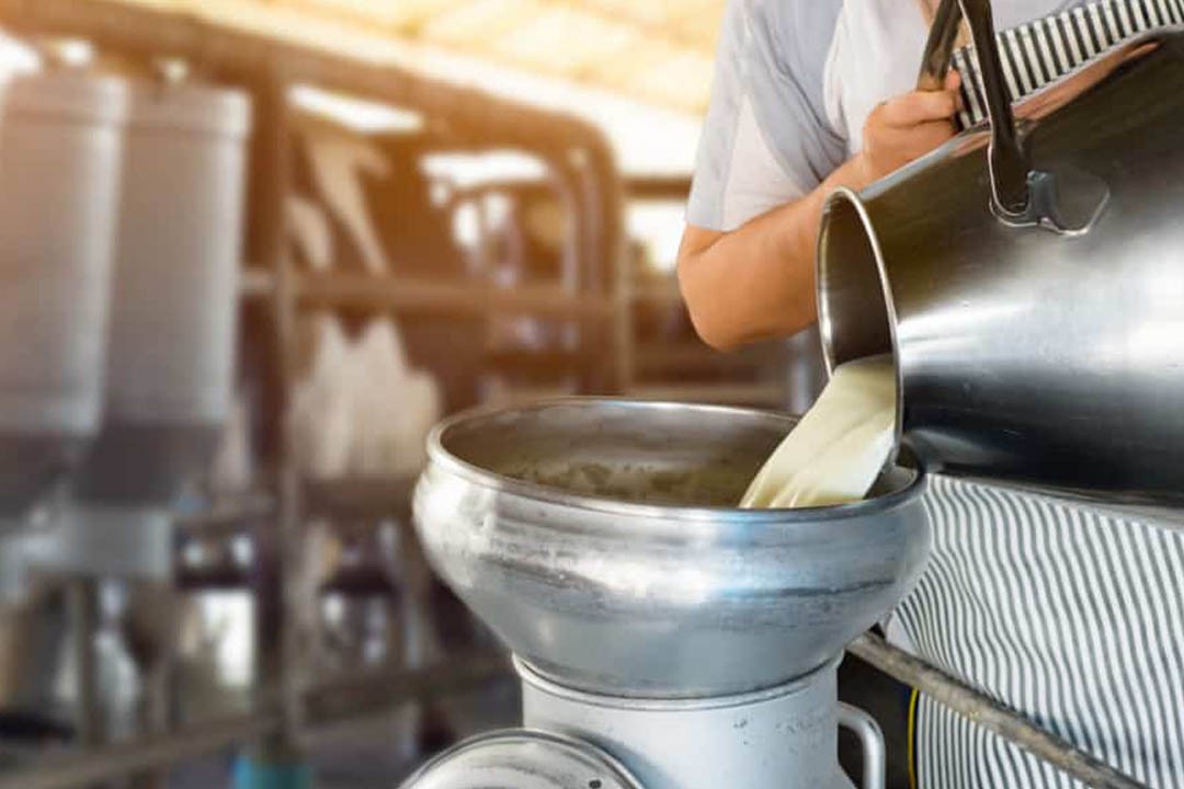 Glória se consolida como um dos polos da produção leiteira no Nordeste